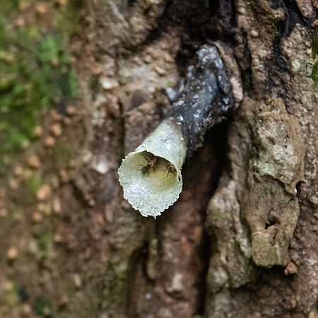 Bees Nest Entrance