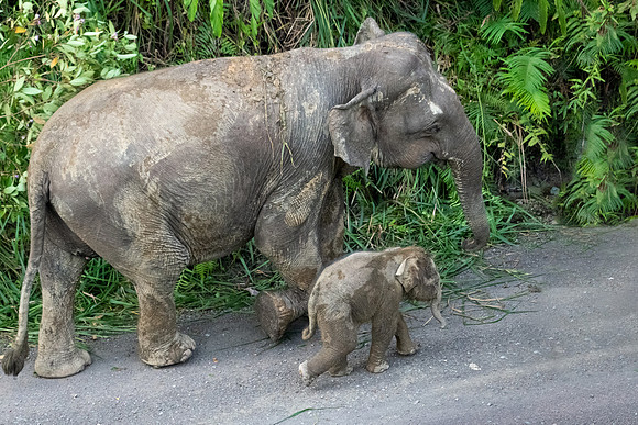 Pygmy Elephant -11