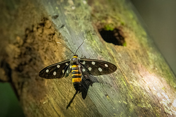 Wasp Moth