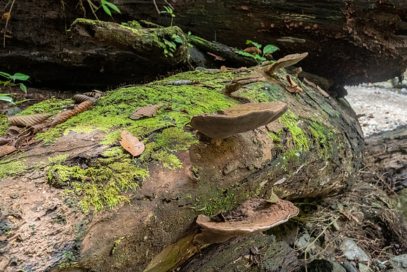 Bracket Fungus