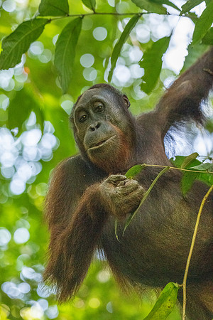 Orangutan -10