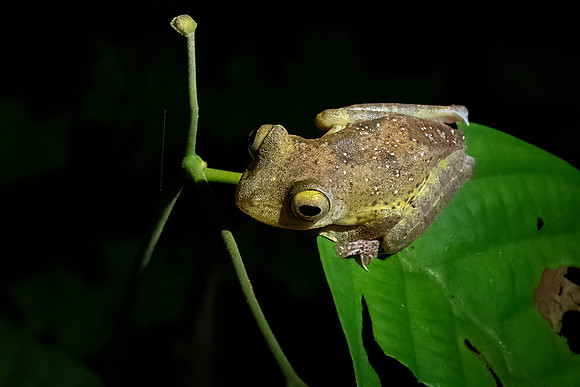 Tree Frog -2
