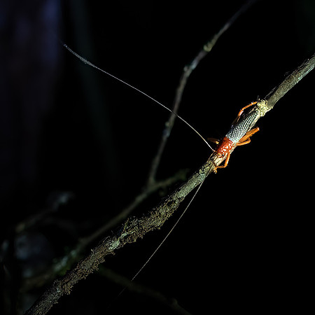 Red Grasshopper