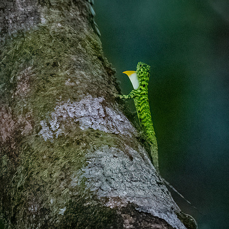 Gliding Lizard