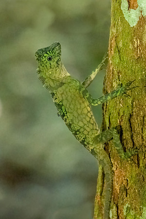 Borneo Anglehead Lizard