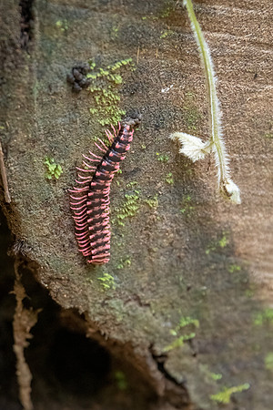 Tractor Millipede