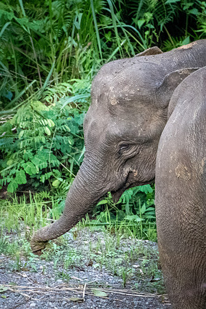 Pygmy Elephant -6