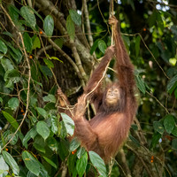 Orangutan -2