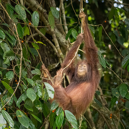 Orangutan -2