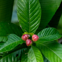Fruiting Bush