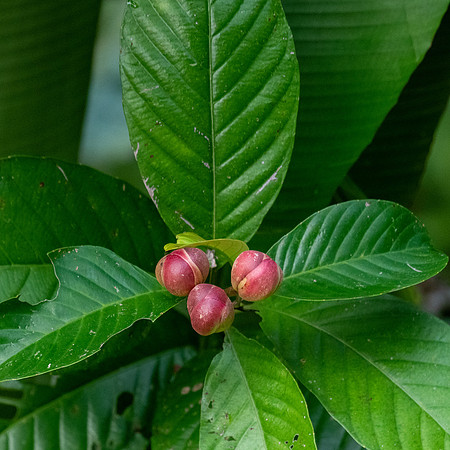 Fruiting Bush