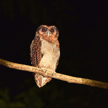 Brown Wood Owl