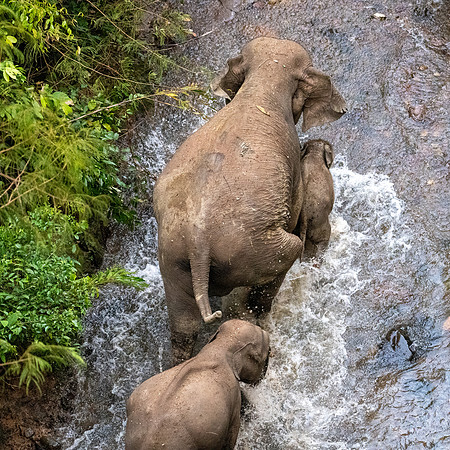 Pygmy Elephant -12