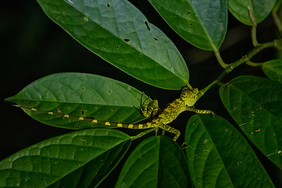 Forest Dragon