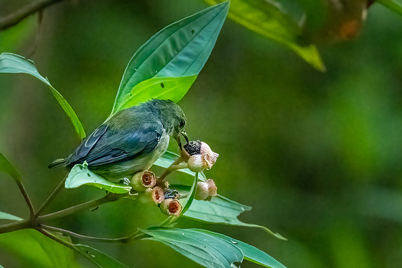 Yellow-rumped Flowerpecker ♀ -2
