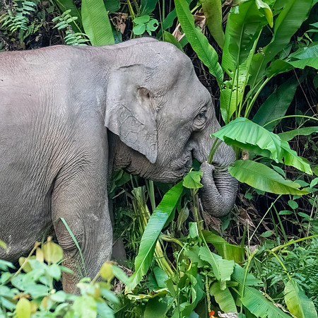 Pygmy Elephant -9