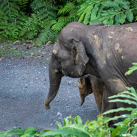 Pygmy Elephant -4