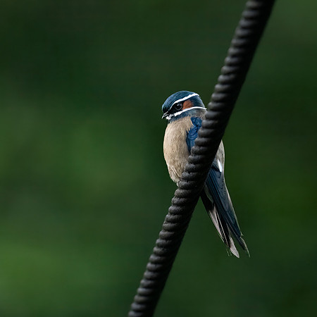 Whiskered Tresswift ♂ -1