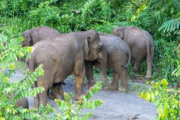 Pygmy Elephant -5