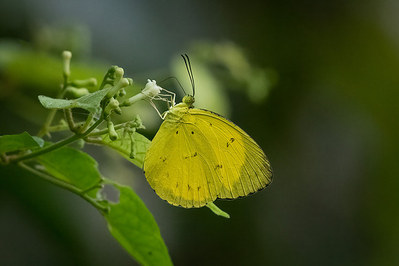 Grass Yellow