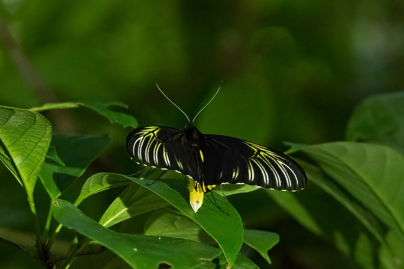 Borneo Birdwing