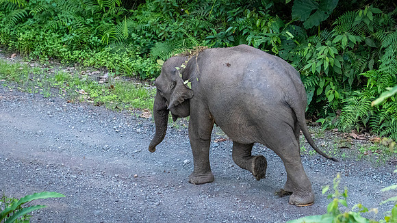 Pygmy Elephant -3