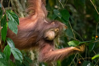 Orangutan -7