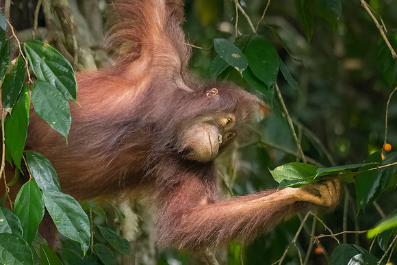 Orangutan -7