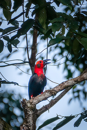 Bornean Bristlehead