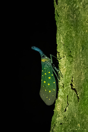 Green Lantern Fly