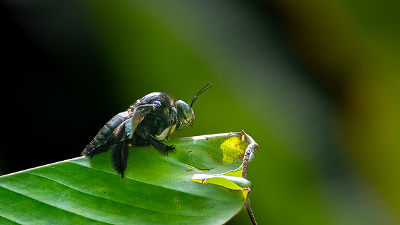 Broad-handed Carpenter Bee