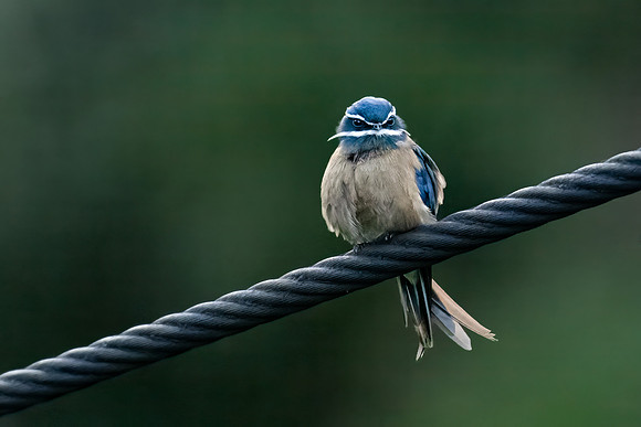 Whiskered Tresswift ♀ -1