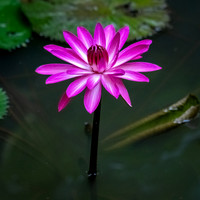 Waterlilly -1
