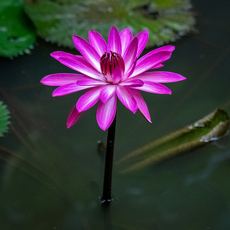 Waterlilly -1
