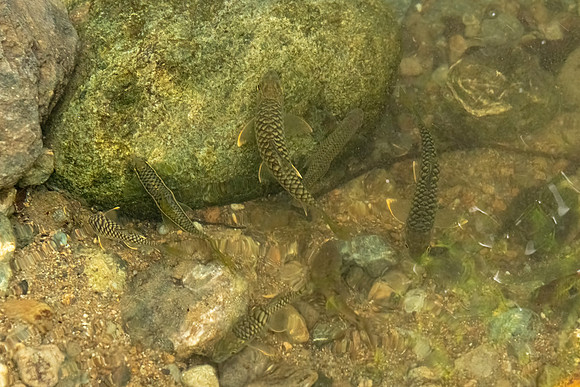 Baby Mahseer Fish