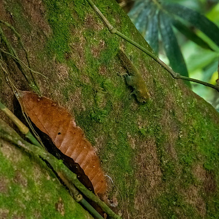 Pygmy Squirrel