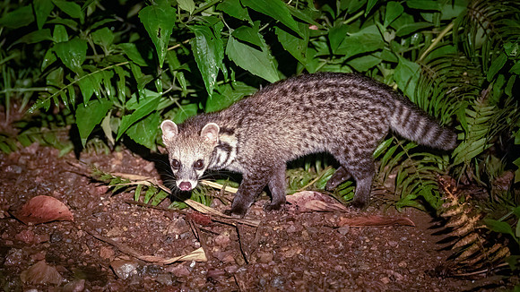 Malay Civet