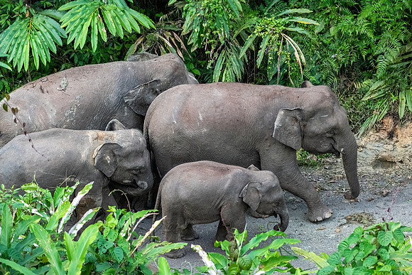 Pygmy Elephant -10