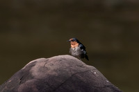 Pacific Swallow