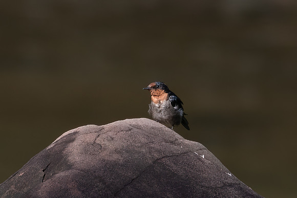 Pacific Swallow