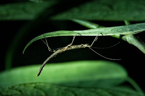 Stick Insect