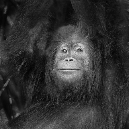 Orangutan -5