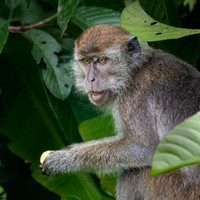 Long-tailed Macaque -2
