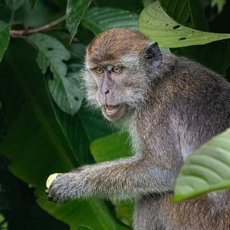Long-tailed Macaque -2