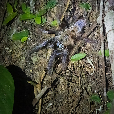 Tarantula