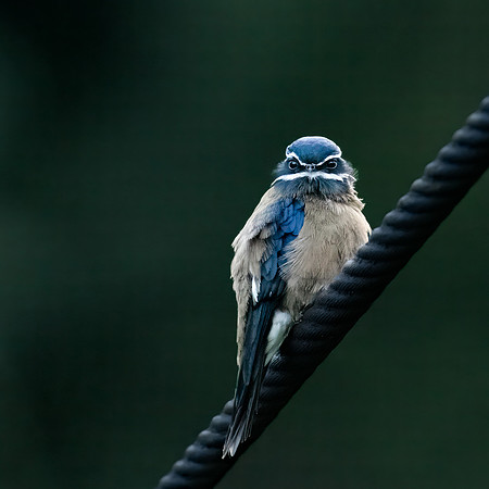 Whiskered Tresswift ♀ -2