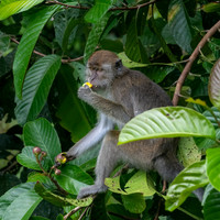 Long-tailed Macaque -1