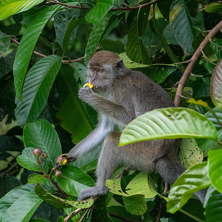 Long-tailed Macaque -1