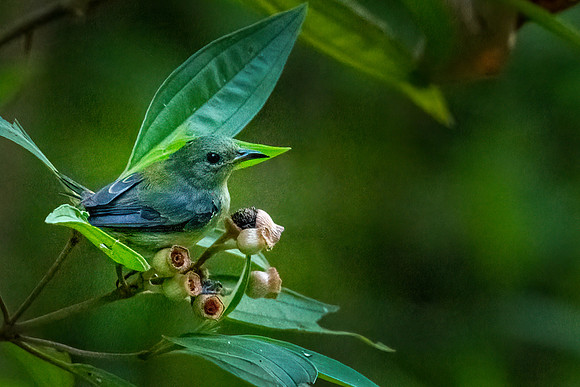 Yellow-rumped Flowerpecker ♀ -1