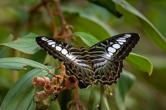 Blue Clipper
